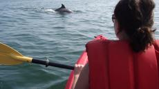 Kayaking with dolphins in VIrginia Beach