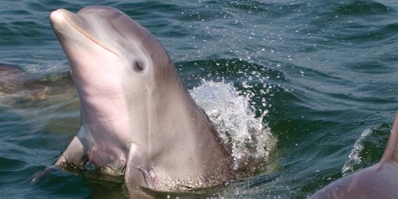 Virginia Beach is home to Atlantic Bottlenose Dolphins