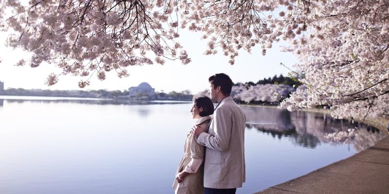 Cherry Blossoms in Washington, DC