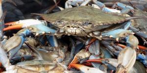 Chesapeake Bay Crabs