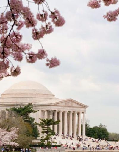 Cherry Blossoms in Washington, DC